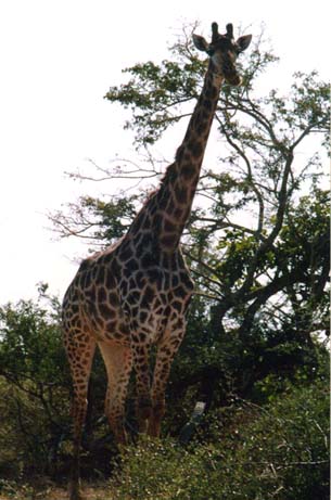 Giraffe