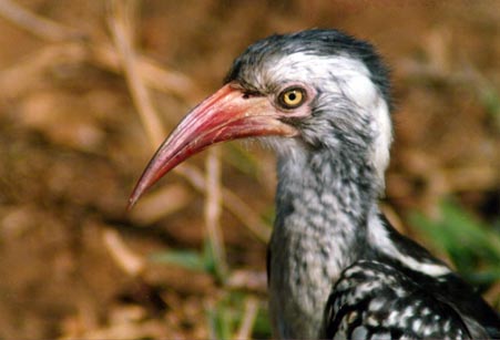 Hornbill