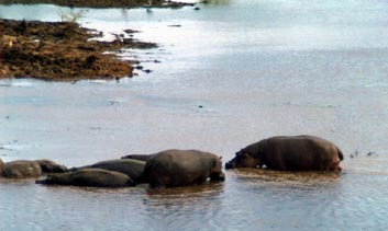 Hippo
