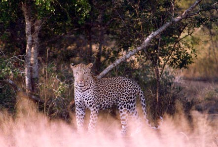 A picture of a leopard