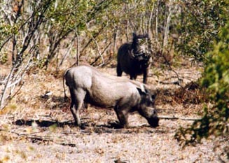 Warthog