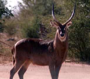 Waterbuck